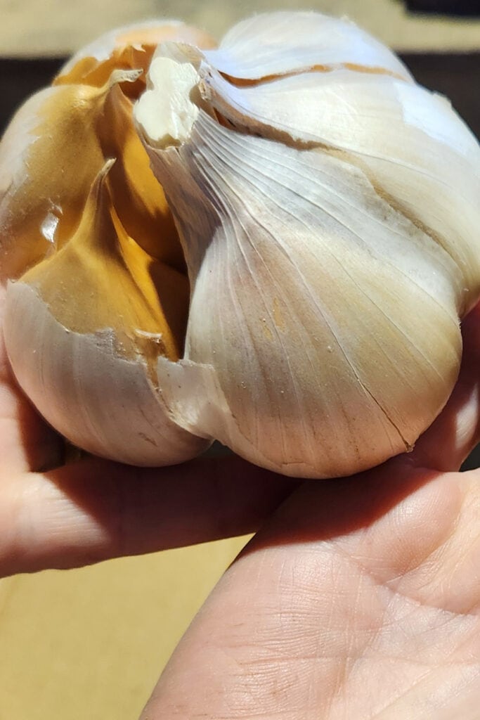 nz garlic suppling spray free organically elephant garlic nz wide 3